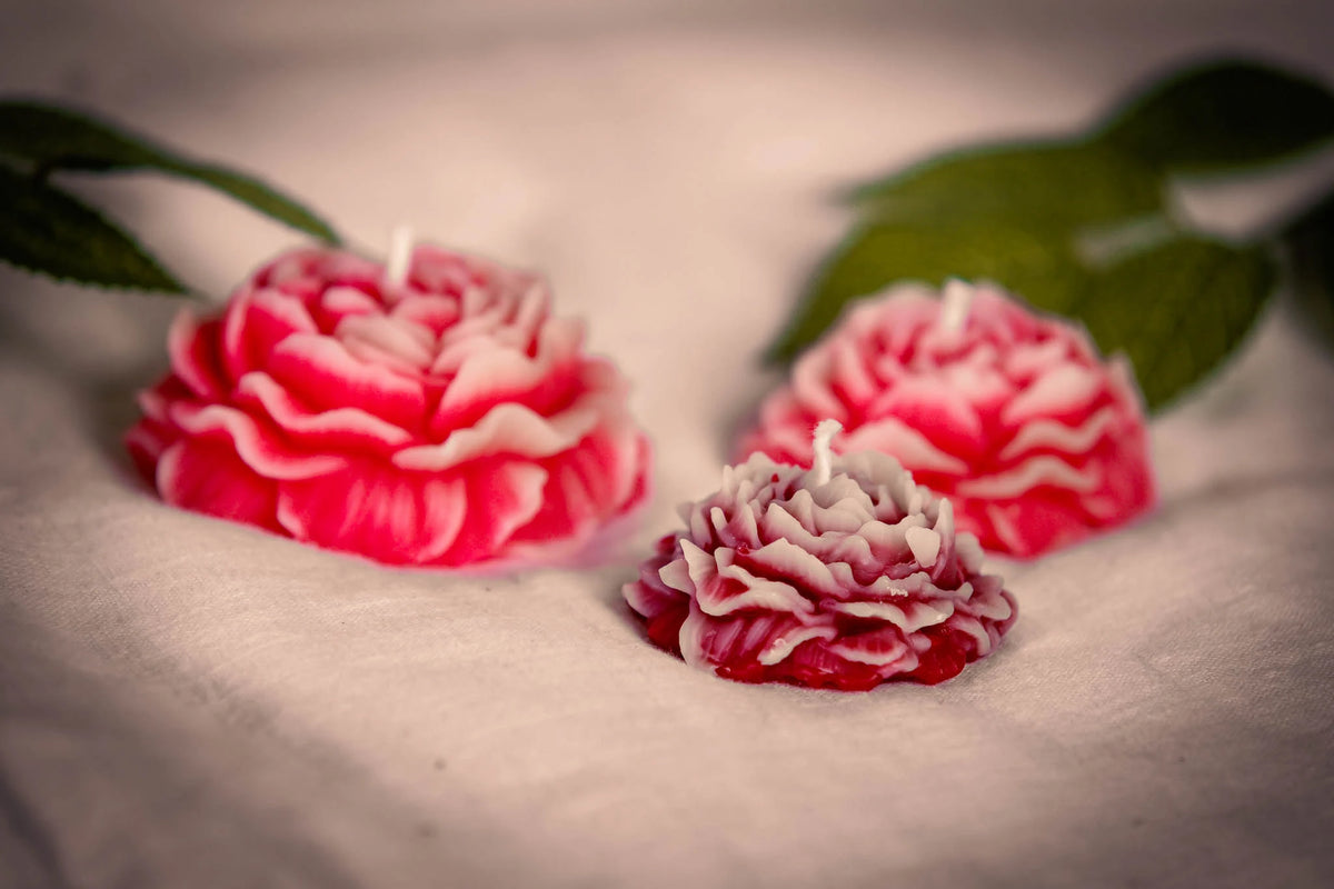 Peony Bloom