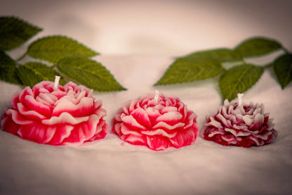 Peony Bloom