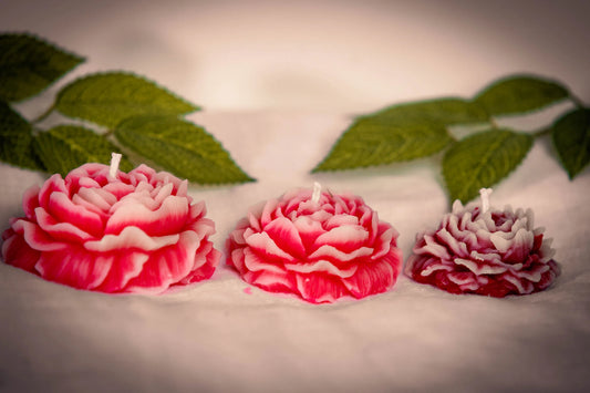 Peony Bloom