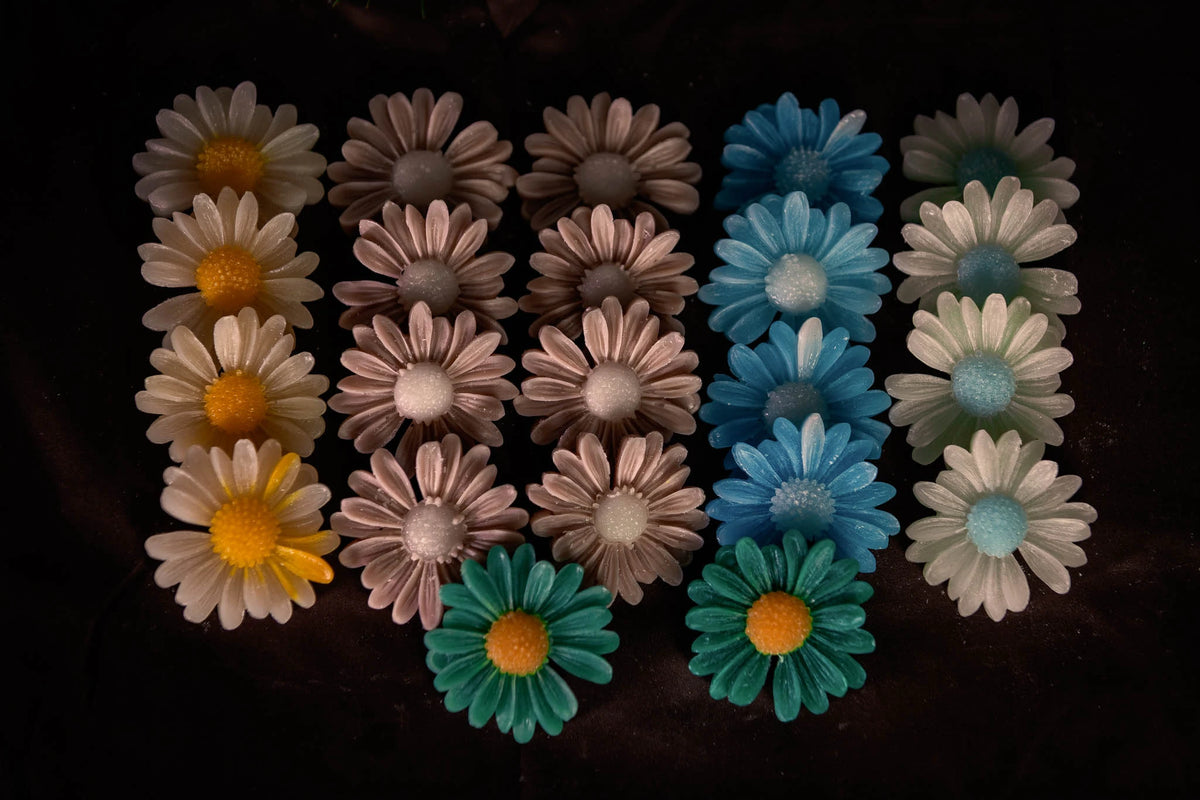 Daisy Bloom